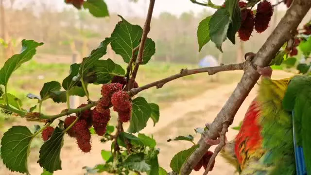 فیلم مستند طوطی سخنگوی برزیلی میوه خور خنده دار