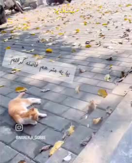 تام و جری در دنیای واقعی