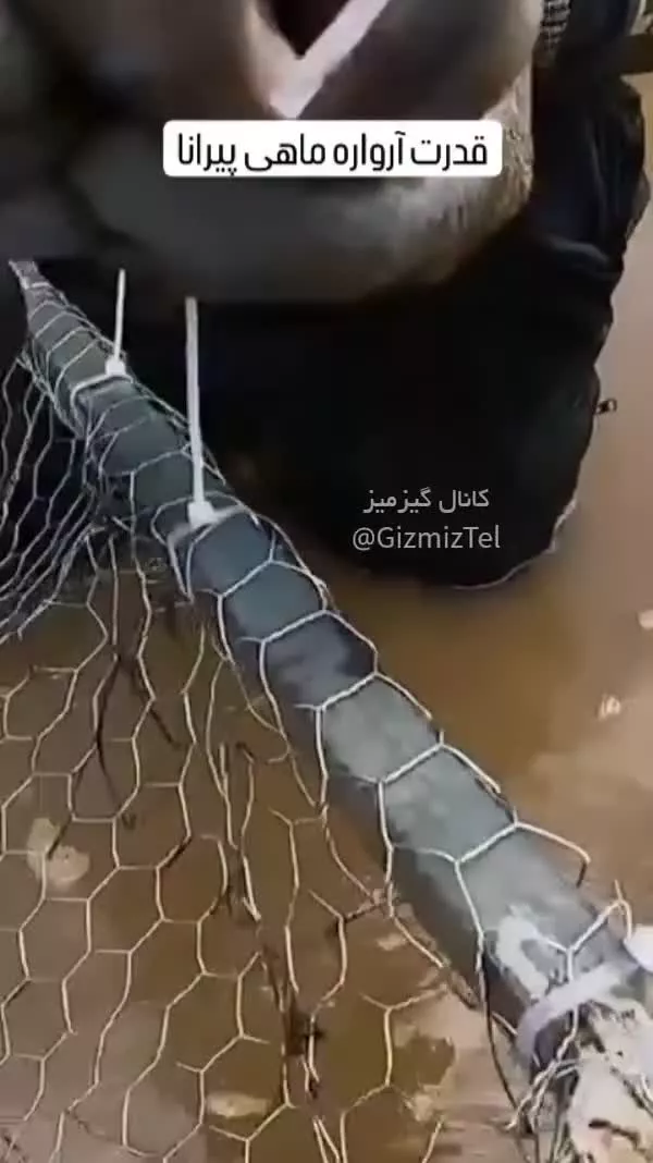 📌قدرت دندانهای ماهی 😳با لهجه شیرین پرتغالی برزیلی 😂