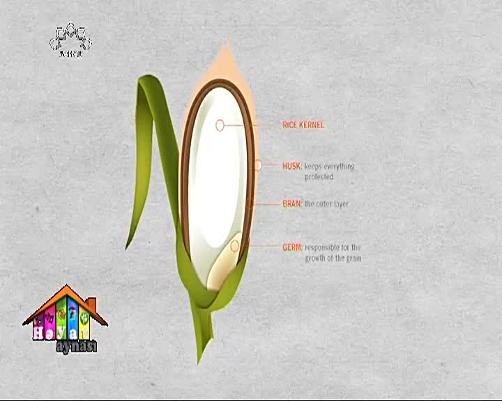 دویونون فایدالاری Düyü nün Faydalari
