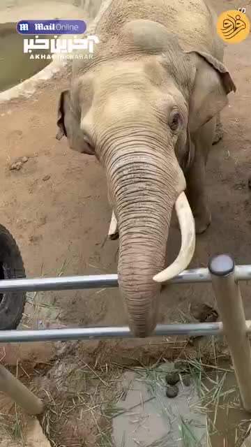 فیل کفش کودک را به او برگرداند!