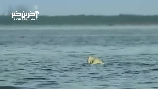 شکار نهنگ توسط خرس قطبی!!!
