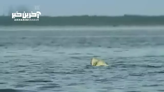 شکار نهنگ توسط خرس قطبی!!!