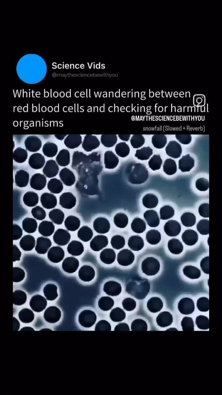 عجیب تر از این ویدئو اینه که چنین چیز بی نظیری