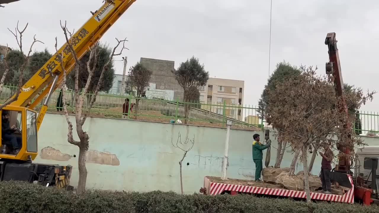 برکنار کردن درخت با جرثقیل