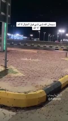 حمله سوسک‌ها به عربستان پس از بارندگی شدید