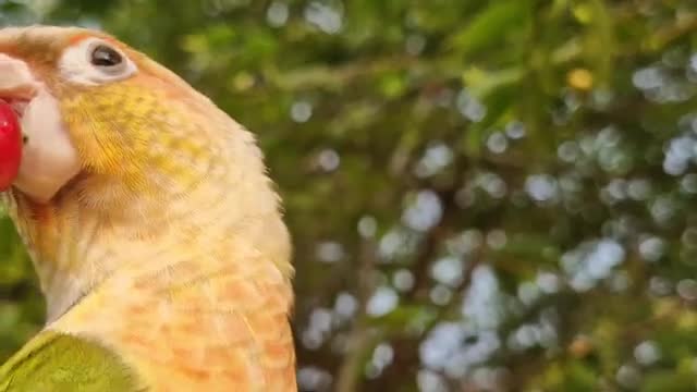 فیلم مستند طوطی برزیلی نر سخنگو در باغ میوه