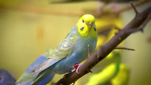 فیلم مستند مرغ عشق های رنگارنگ و نازنین زیبا و صدای زیبایشان