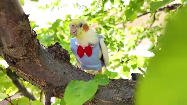 صدای عروس هلندی ماده با لباس خنده دار در طبیعت