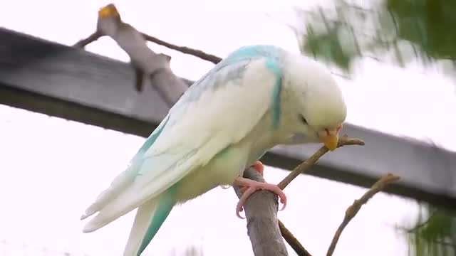 فیلم مستند مرغ عشق های رنگارنگ