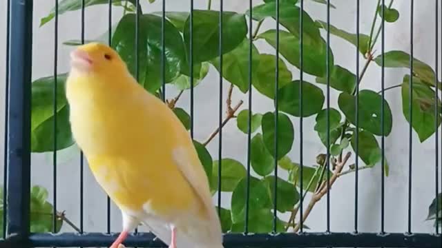 فیلم مستند صدای قناری زرد ماده برای تحریک قناری نر-اموزش اواز