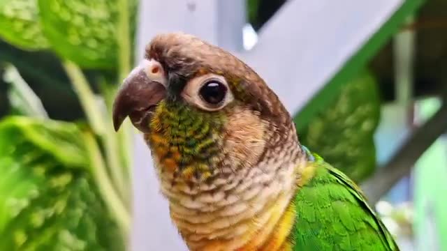 طوطی برزیلی ماده سخنگو