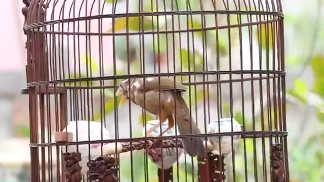 صدای بلبل خوش الحان و خوش صدا