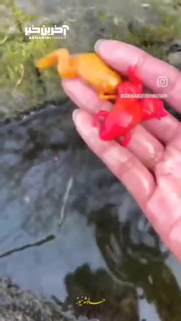 یخ زدن سمی ترین موجود جهان!