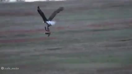 نبرد عقاب و مار - مستند جدید حیوانات - حیات وحش