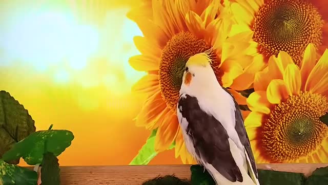 مستند زیبای  2 ساعت عروس هلندی سخنگودر منظره گل افتاب گردان