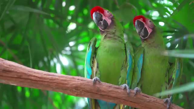 فیلم مستند طوطی های سخنگوی ماکاءو در جنگل