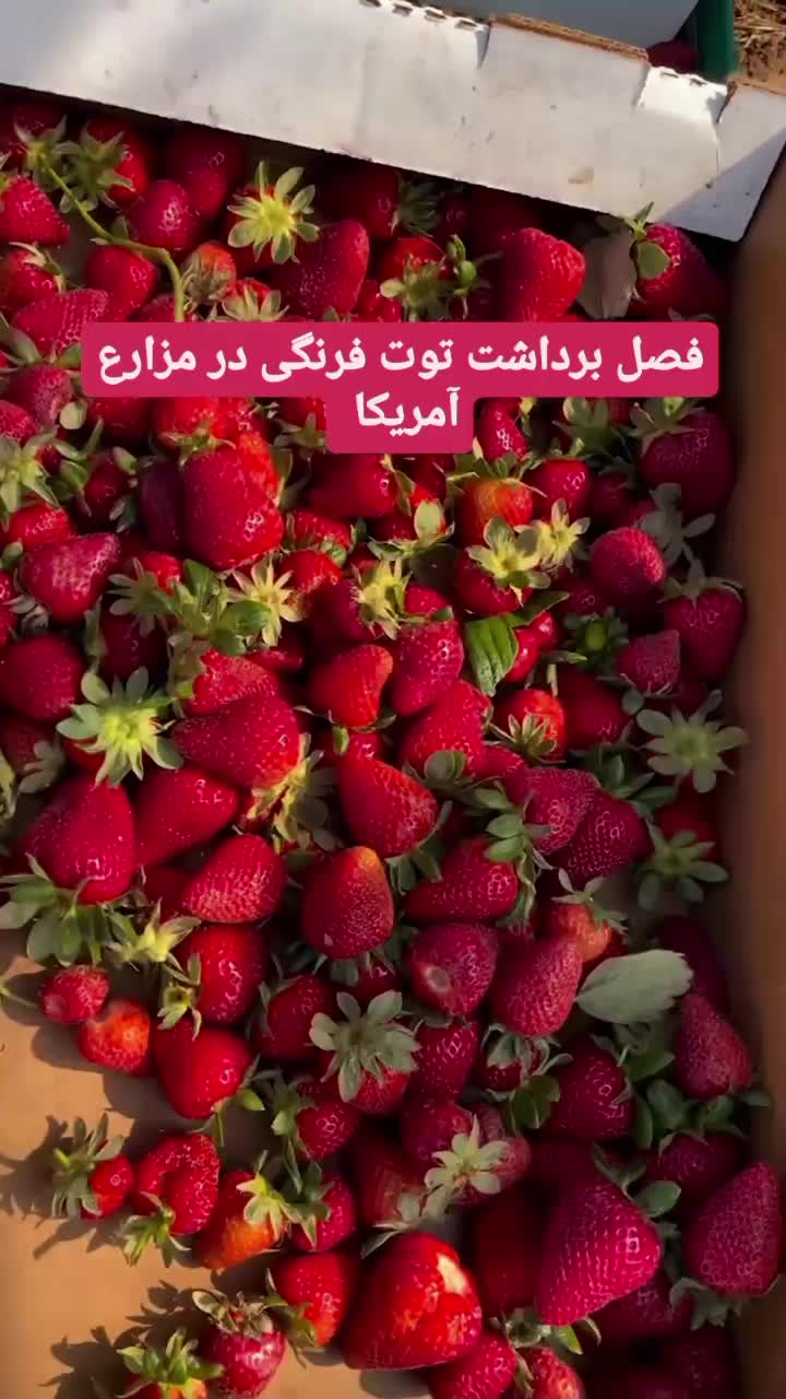 نحوه ی برداشت توت‌فرنگی در مزارع آمریکا