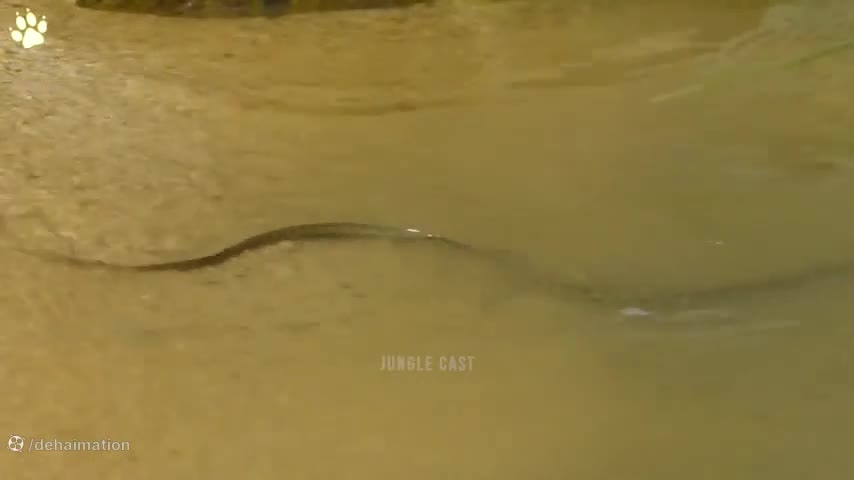 مستند رازبقا جدید حمله مارها | رازبقا جدید حمله مارها به حیوانات