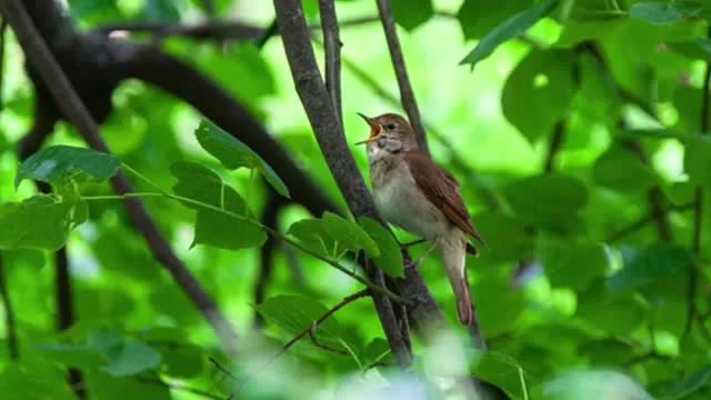 صدای بلبل ماده خوش صدا