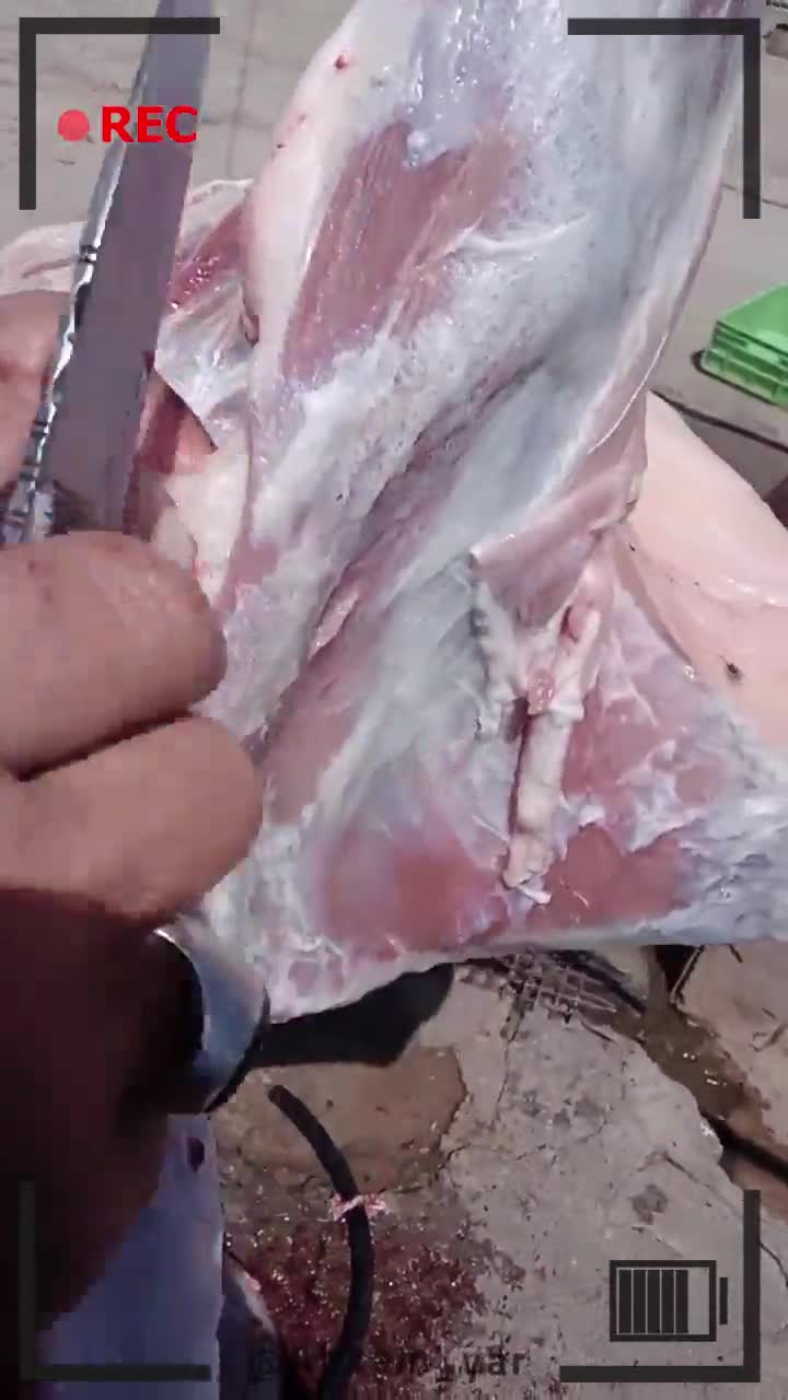 اعضای حرام گوسفند