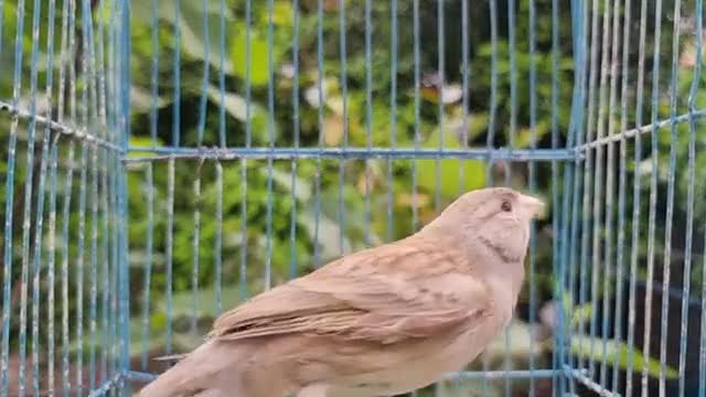 صدای قناری ماده بی قرار