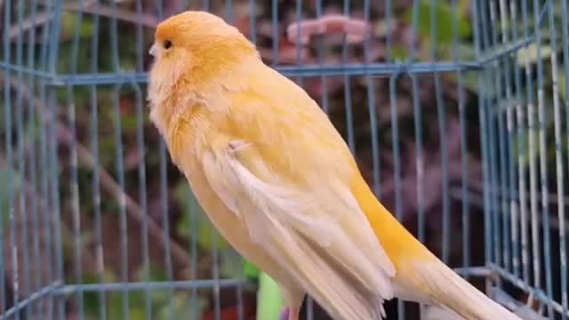 صدای قناری ماده زرد خوشگل اواز خوان