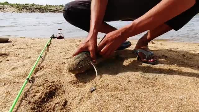 فیلم ماهیگیری کپور با قلاب در رودخانه