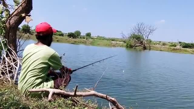 فیلم زیبای ماهیگیری کپور بزرگ با قلاب