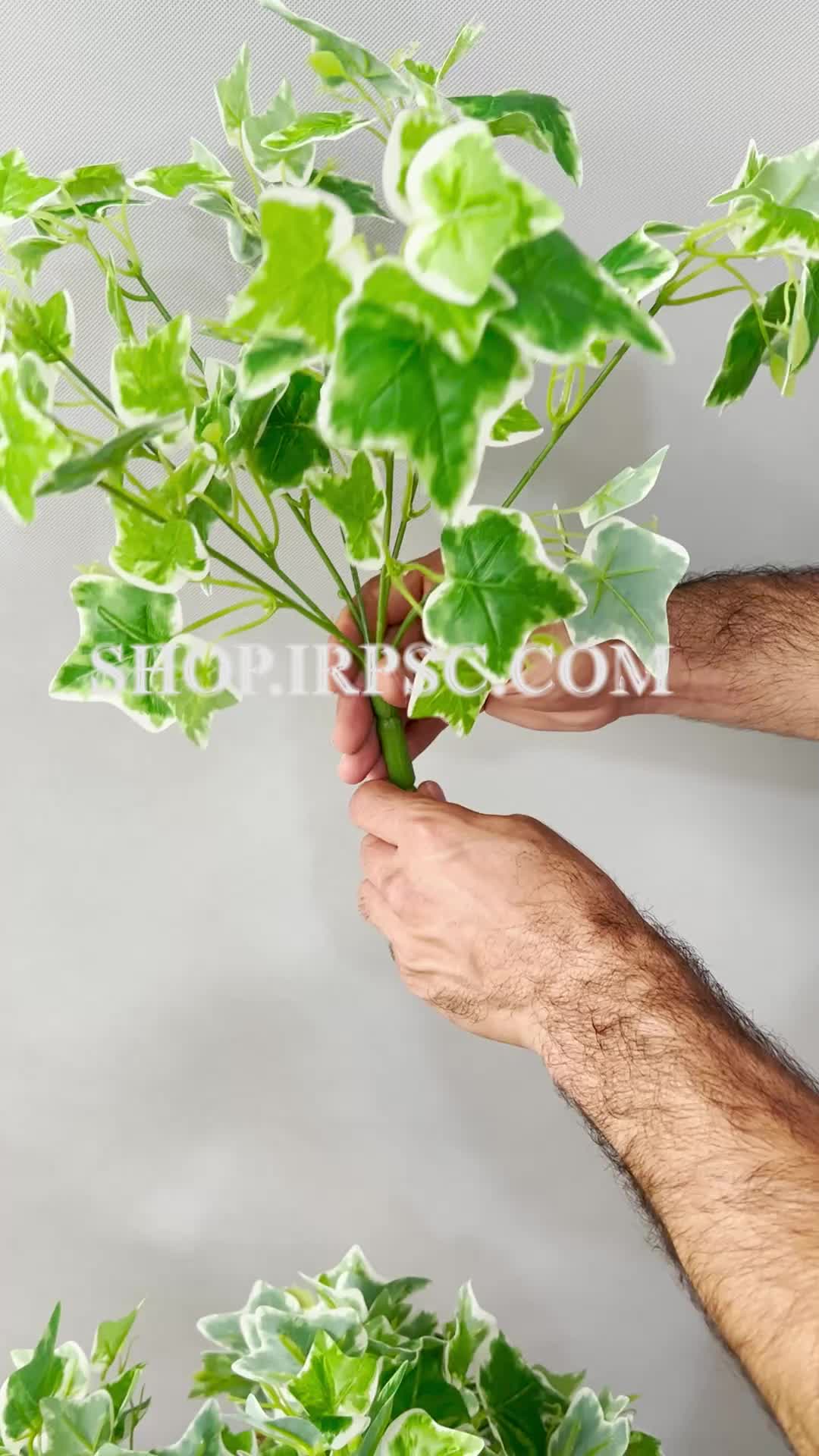 انواع بوته مصنوعی پاپیتال ابلق | فروشگاه ملی