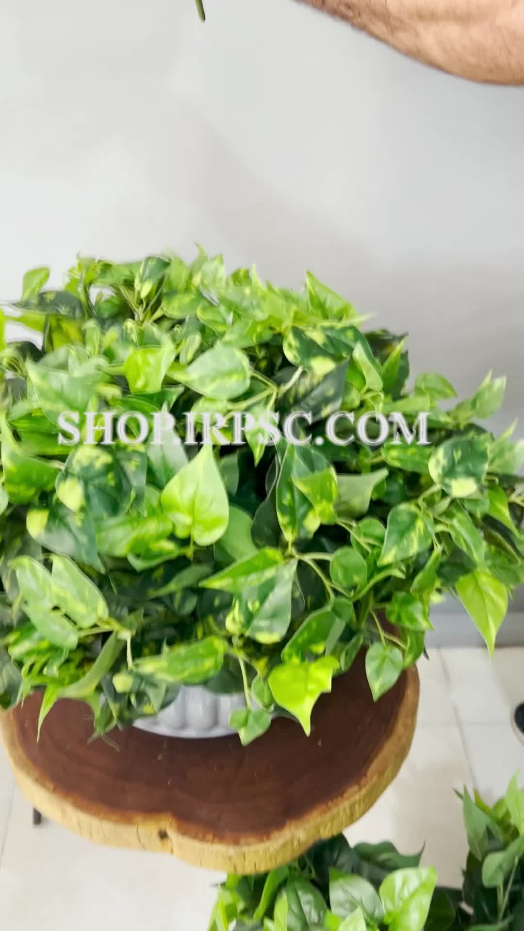 انواع بوته مصنوعی پتوس برگ پهن | فروشگاه ملی