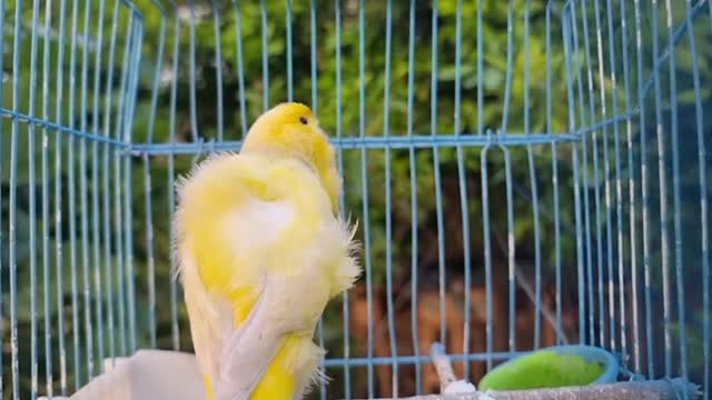 مستند زیباترین صدای قناری ماده زرد-- تحریک قناری برای اواز خوانی و دوستی