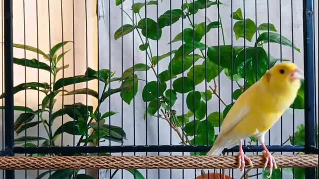 صدای قناری ماده زرد--تحریک قناری--قناری خوش صدا