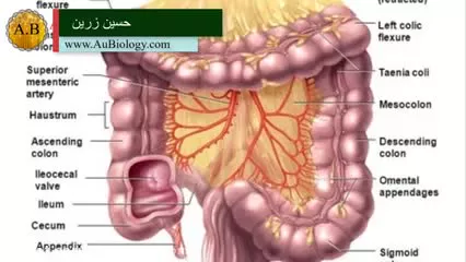 مراحل جالب هضم غذا از دهان تا مخرج