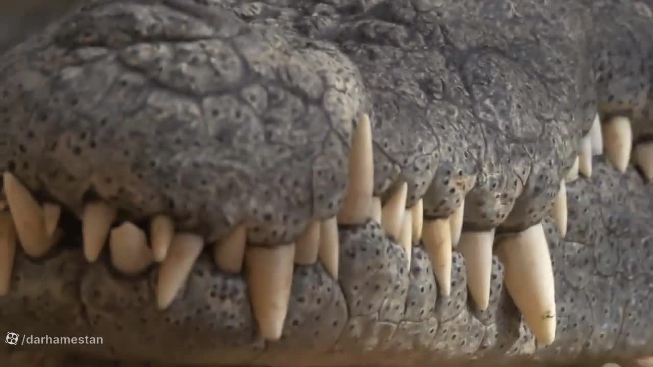 شکار حیوانات ؛ حیات وحش ؛ نبرد بین گورخرها و کروکودیل ها