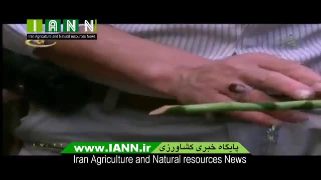 روش های نگهداری و تکثیر گل بامبو