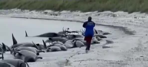 تصاویر تلخ از تلف شدن ده‌ها نهنگ در سواحل اسکاتلند