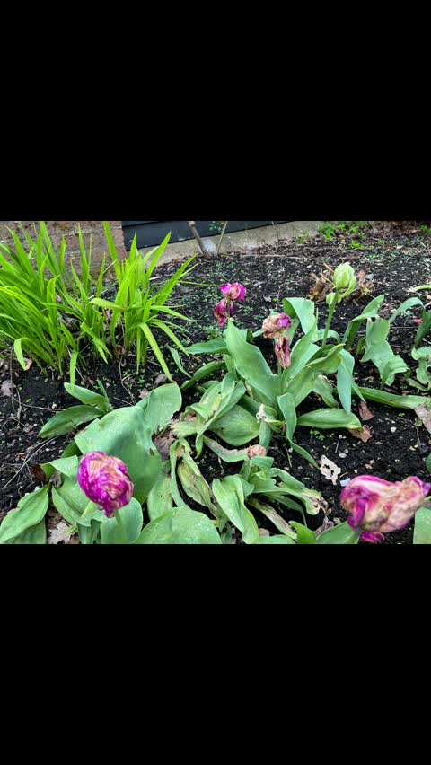 آبیاری و کوددهی صحیح برای سلامت گیاهان در اطلس گل