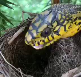 تصویری تلخ از حیات وحش؛ بلعیده شدن جوجه تازه متولد شده توسط مار