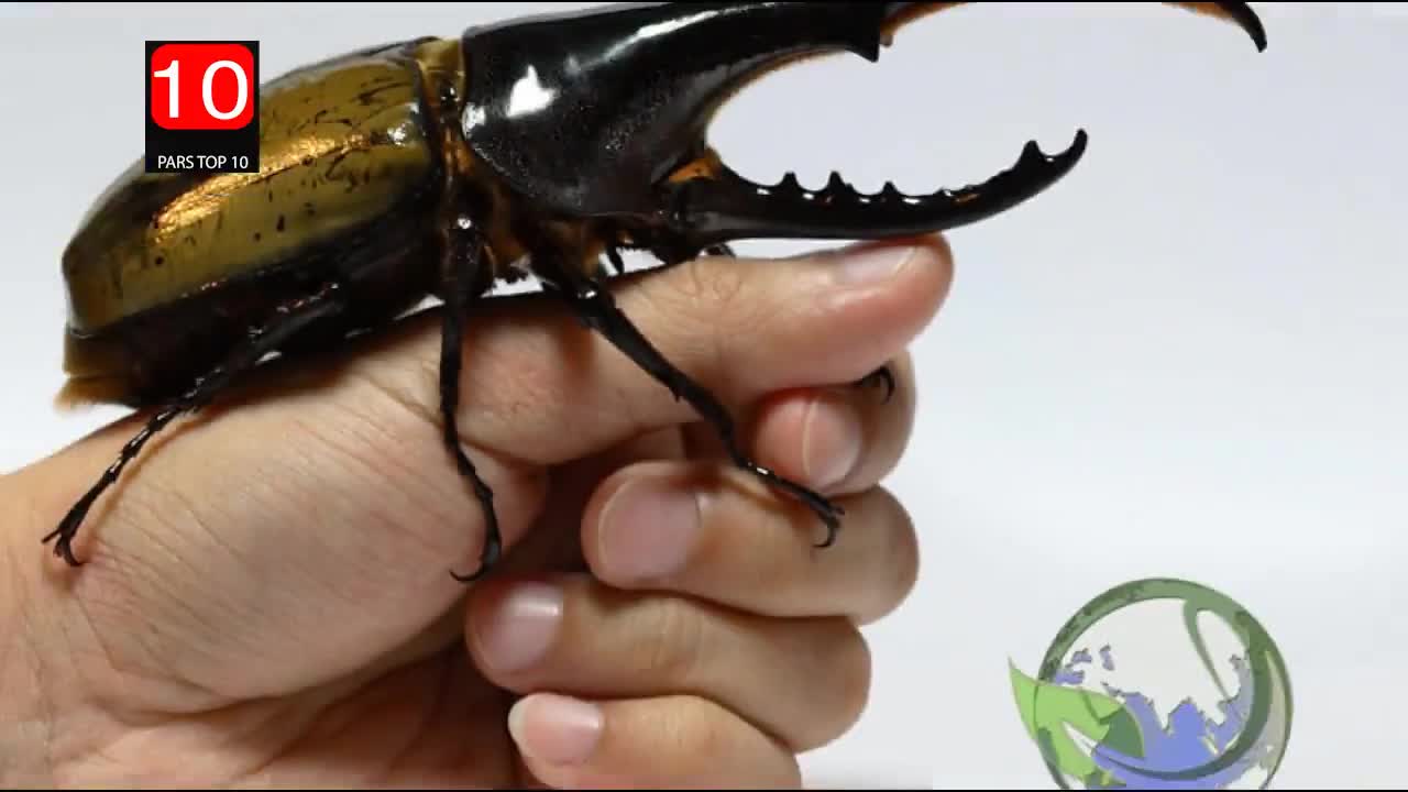 ویژگی‌های مورد نیاز برای دستگاه‌های سوسک‌کش