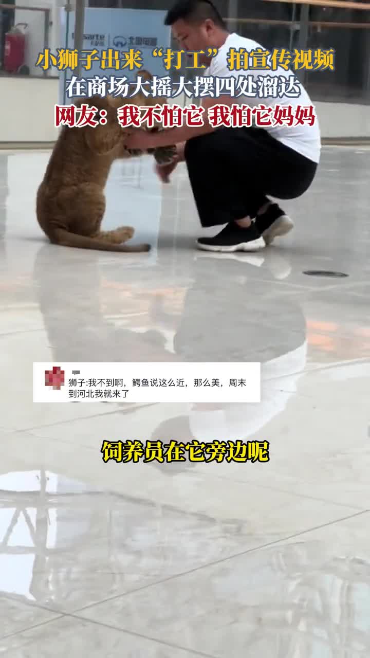 پرسه زدن توله شیر وسط یک مرکز خرید