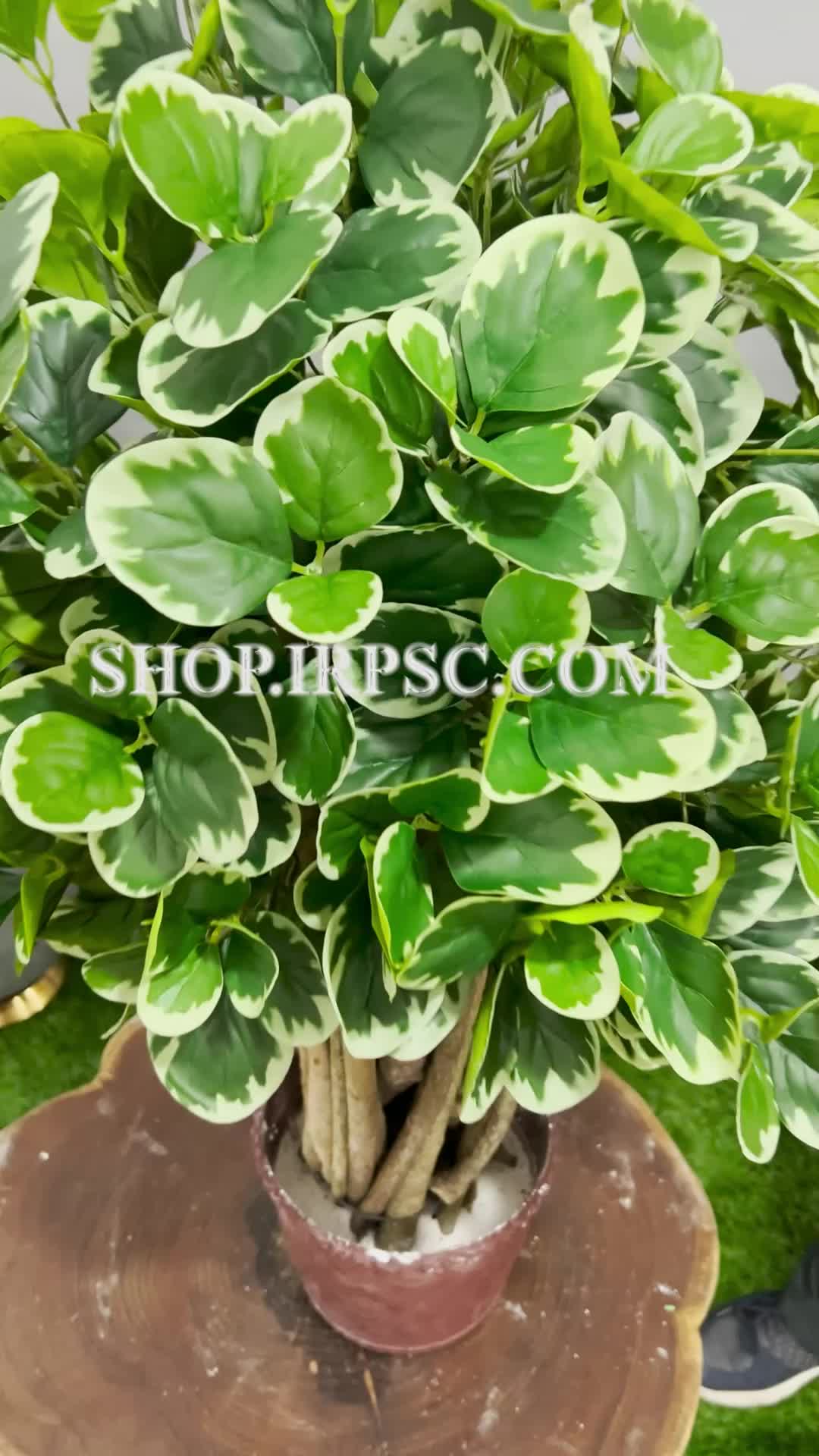 انواع درختچه مصنوعی قاشقی ابلق | فروشگاه ملی