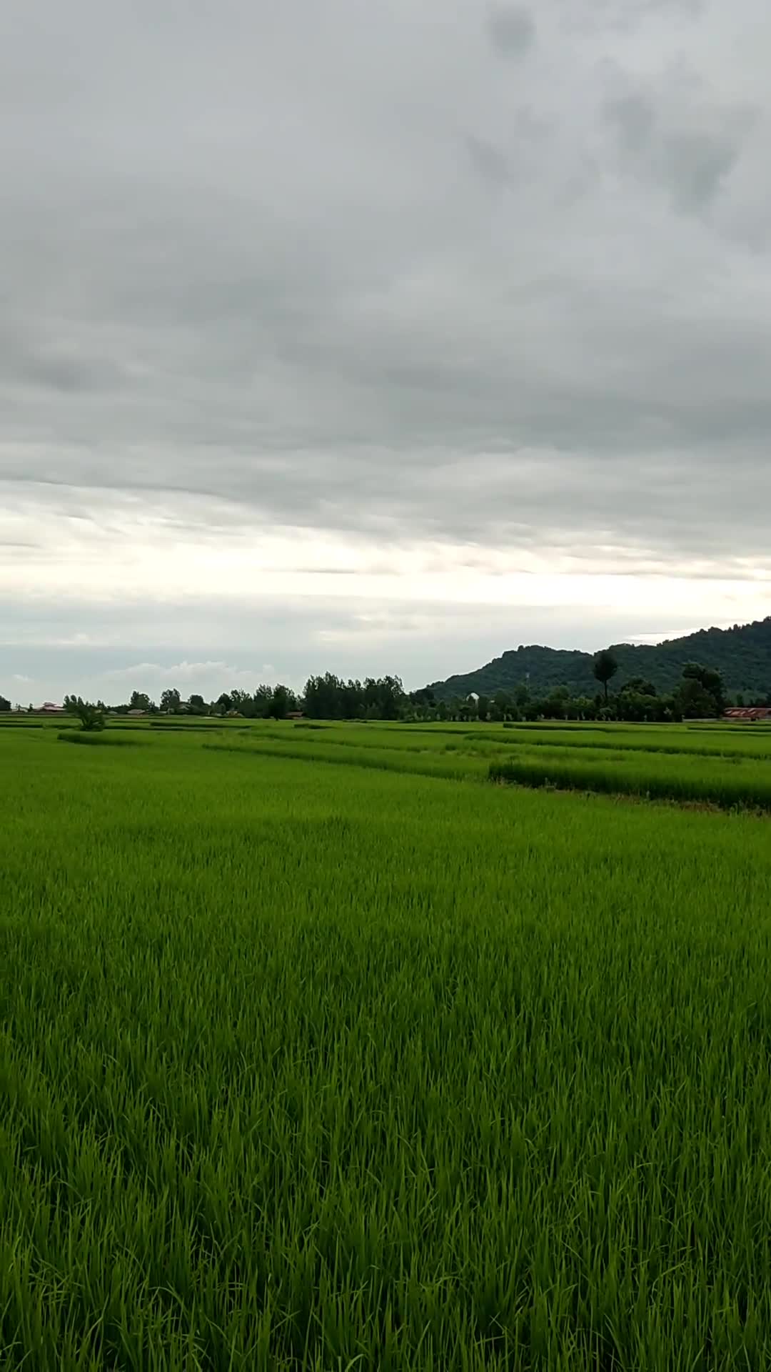 ترانه ی طناز از معین