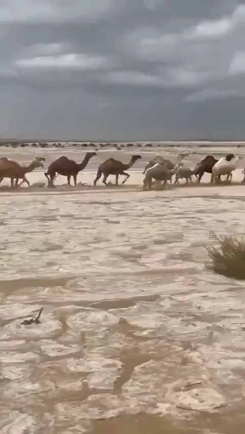 در عربستان صحرا به رودخانه یخی تبدیل می شود!