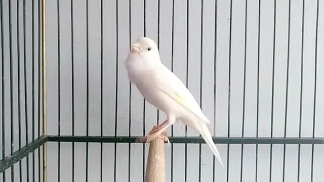 فیلم مستند صدای زیبای قناری ماده سفید خوشگل