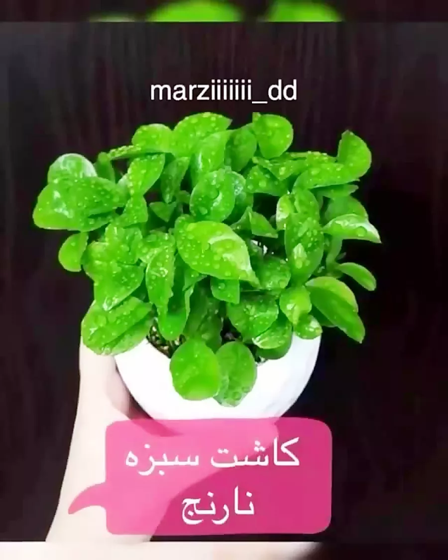 روش کاشت سبزه نارنج