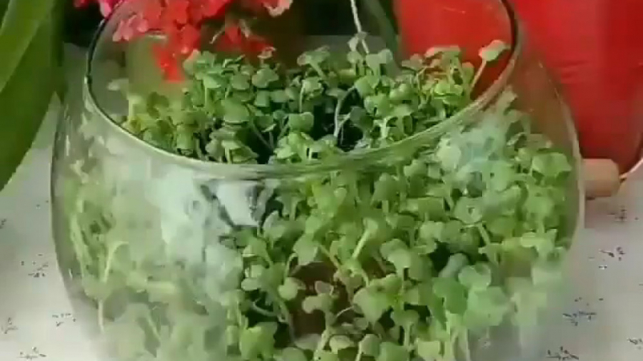 سبزه داخل تنگ رو چجوری درست کنیم!