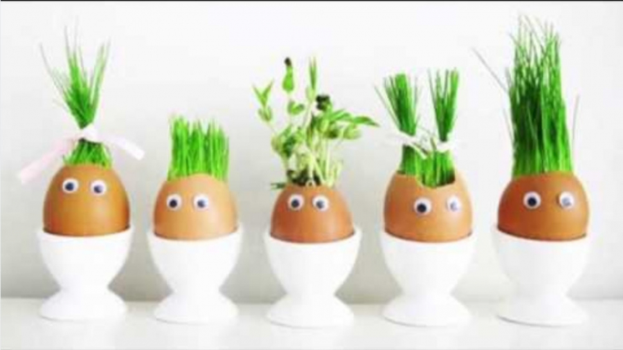 با چه دانه هایی میشه سبزه عید درست کرد!