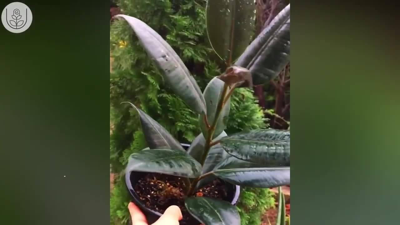 معرفی چند گل های آپارتمانی بسیار شیک و زیبا و مقاوم