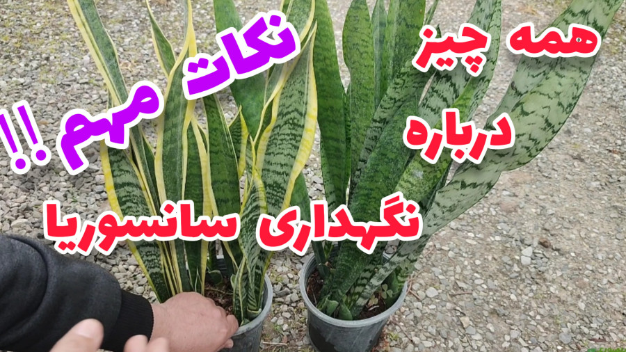 روش نگهداری و مراقبت از گیاه سانسوریا یا گل شمشیری